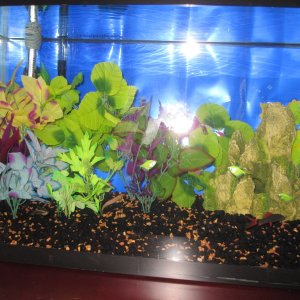 Day 14 - First Eleven Fish: 5 Yellow-Green Glow-Tetra, 5 Black Neons (from the 38 gallon), 1 Dojo Loach. [The wrinkled background is temporary]