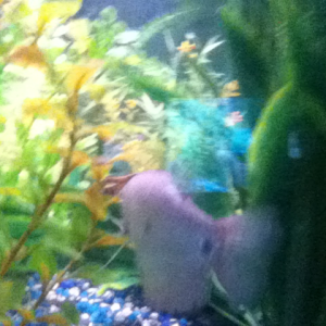 Blue Gourami from behind.