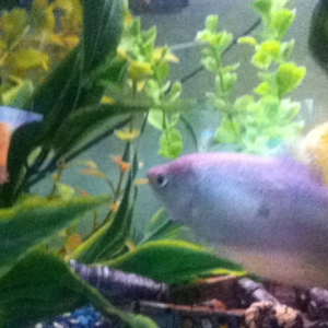 Side view if my blue gourami.