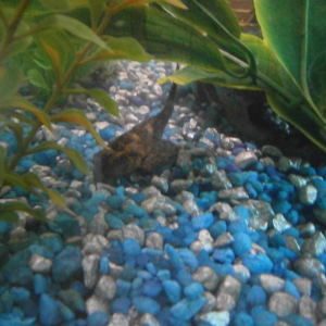 My plecostomus I'm growing out.