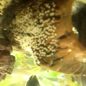 Lots of eggs from my jewel cichlids( didnt make it)