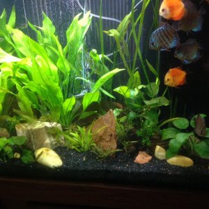 image: At the 10th month, the plants have rebounded. The tank is back in balance. Back on a more realistic water change schedule, and adding Seachems 