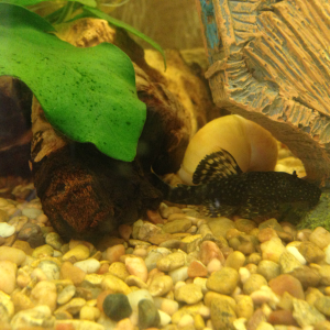 Larger Bristlenose and ivory mystery snail (1of 2)