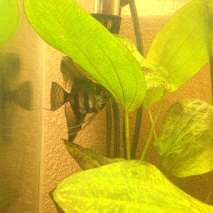 Our Angelfish