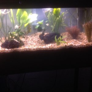 image: 7 Phase 1 complete. Will add more plants later, but this is where I am so far.
