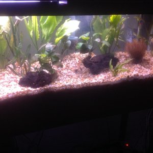image: Tank has cleared after 48 hours. I am now slowly bringing the tank temp up to 82 degrees.