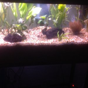 image: Water is now clear. I am now dosing liquid CO2 and liquid ferts for the leaf feeders. I will add drift wood branches for the anubias and java f