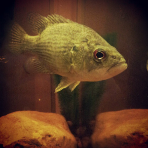 Here's my Rock Bass that I caught myself about a year and a half ago. He's 7 inches and has been living in my 40 gal. tank. I feed him worms, spiders 