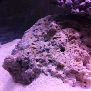 LB - Coralline algae?