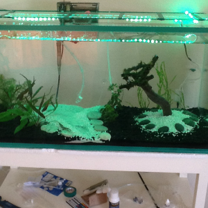 Just set up planted 40G tank