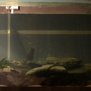 My DIY Fish Tank.
1624mmx850mmx762mm
External Dimensions, 12mm Glass. 750 litre plus filtration.