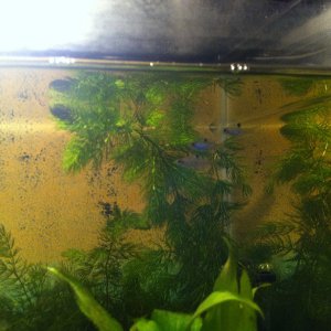 Hornwort growing like a weed!