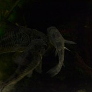 Corydoras paleatus spawning.
Male on right. The T position. 
Male releases milt which the female ingests then she produces fertilised eggs.
