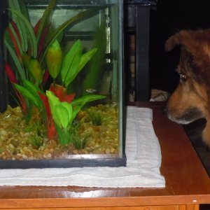 Cosmo discovers the cory cats in the aquarium!  He watched the intently, and whenever one would swim toward him, he'd wag his tail.