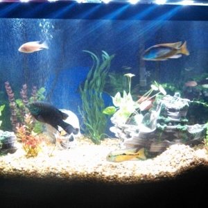 70g cichlid aquarium