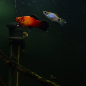 Red Wag and Blue Mickey Platies in 10 Gallon