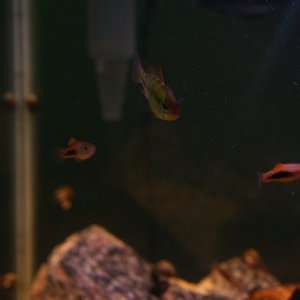 German Blue Ram and Some Platy Fry (Front View) from the 20 Gallon High