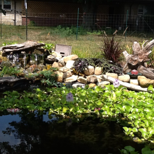 My big koi pond in summer.