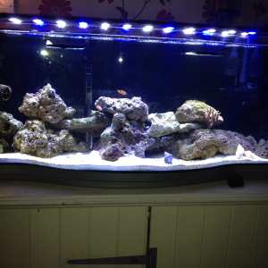 The tank six weeks on. (Cycled with hermit crabs , turbo snails and two common clowns)