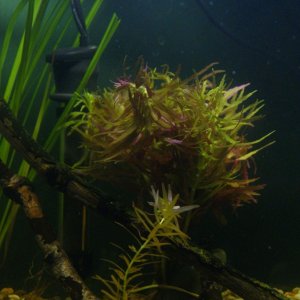 New, Cypherus (left) and Proserpinaca (right)
