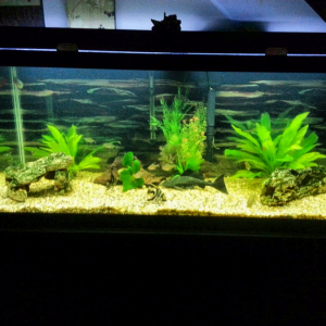 Current 75gal freshwater