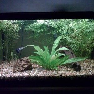 What the tank became. Added water sprite and amazon sword and some kind of hornwort.
