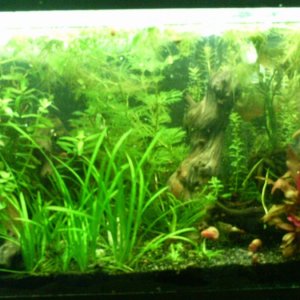 10gallon planted with moneywort, camboba, alt. reneiki, and several plants I do not know the name of.
