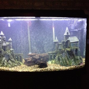 46 gallon bowfront All Convict Cichlid tank with 1 large Pleco