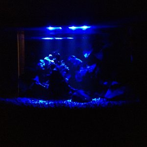 2nd tank with moonlight