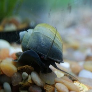 Mystery Snail
Who you looking at?