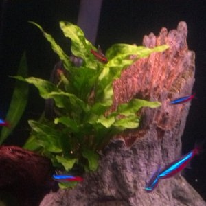 2014 02 06 Java Fern from 3 leaves to many