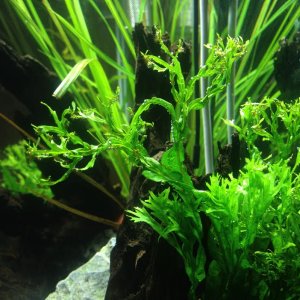 Pearling Plant