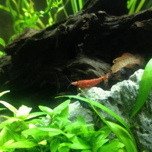 Fire Cherry Shrimp - Scarlet Badis