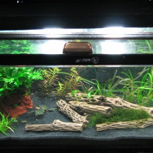 10g shrimp tank, still in cycle