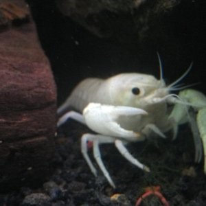 2014 03-23  New addition, White Crayfish. aka Pearl or Vanilla