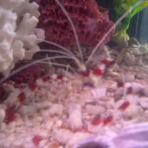 coral banded shrimp1