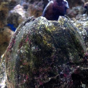 Walter the starry blenny