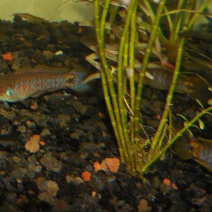 Peacock Goby (Gudgeon)