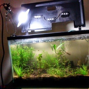 Using a Clamp-on lamp for 10 gallon tank and 60w spiral bright white bulb.