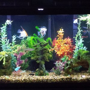 60 gallon freshwater angelfish tank