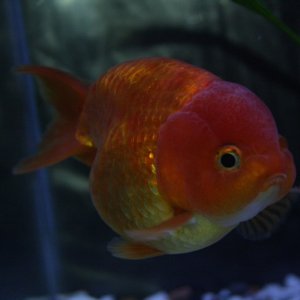 Ranchu, biggest fish in my tank, 3 inches from tip of tail to nose