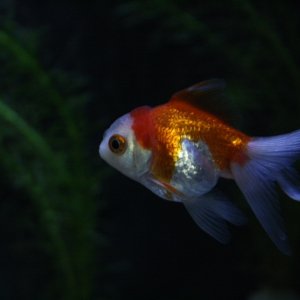 Newest addition to the tank, small red and white oranda