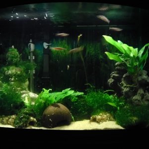 The tank as it looks today, in all its horribly overgrown glory.  Can't wait to get this all in the 40b.