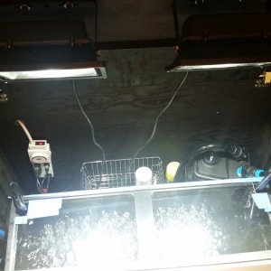 Lights attached to inside of lid, filter in place behind tank, other accessories/ supplies stored behind tank as well.