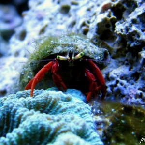 Scarlet Reef Hermit