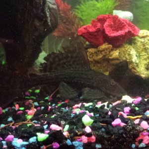 My pleco...he's getting picked on