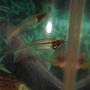 Glass fish are awesome!!