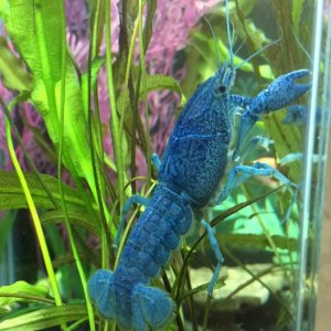 Blue Crawfish