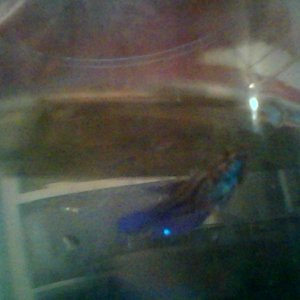 blue female betta I got very young from main chain store