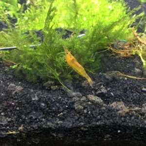 Mandarin shrimp!